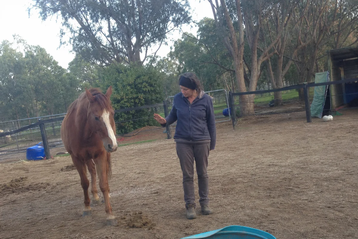 Soo standing quietly with a hand raised near a relaxed horse, unposed, eucalypt backdrop