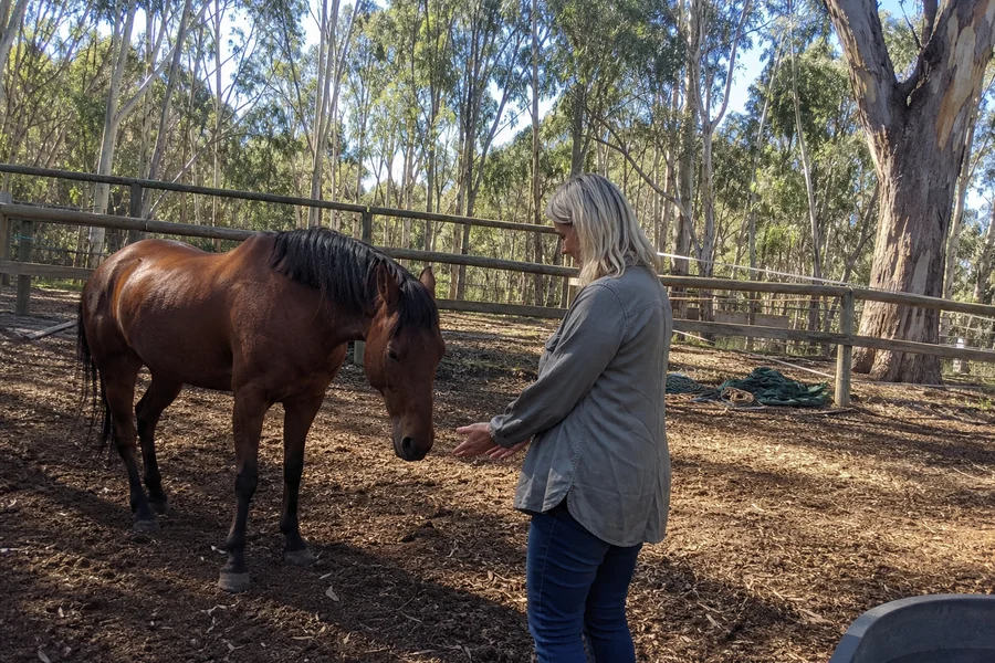 Soo with open hands near a relaxed horse, quiet attunement, eucalypt backdrop
