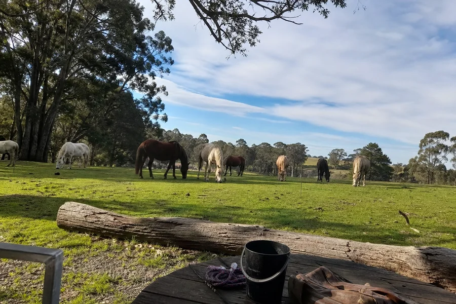 The herd grazing together across a green paddock in cool Southern Highlands afternoon light